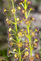 Drosera porrecta