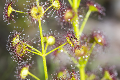 Drosera porrecta