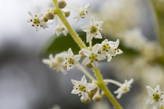 Trymalium odoratissimum