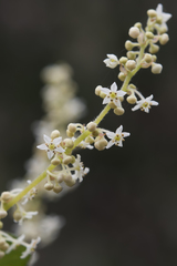 Trymalium odoratissimum