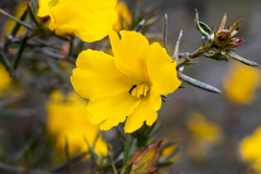 Hibbertia aurea