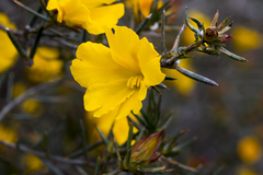 Hibbertia aurea