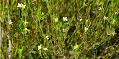 Lachnaea axillaris