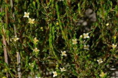 Lachnaea axillaris