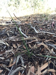 Lomandra multiflora dura