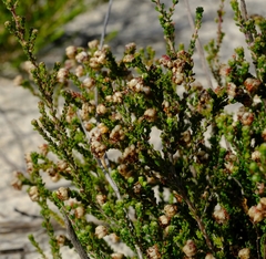 Erica viscosissima