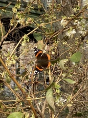 Vanessa atalanta