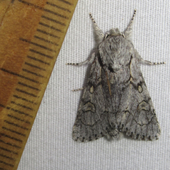 Acronicta tota