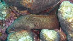 Gymnothorax miliaris