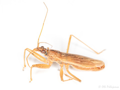Nabis rugosus