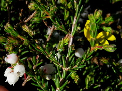 Erica capensis