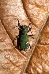 Cicindela herbacea