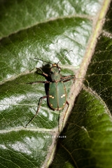 Cicindela herbacea