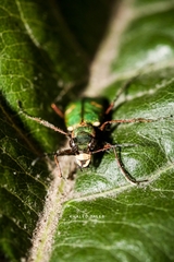 Cicindela herbacea