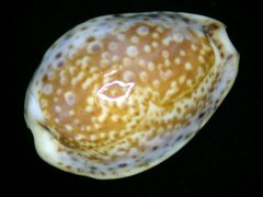 Naria acicularis