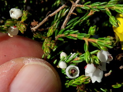 Erica capensis