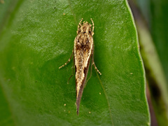 Tinea belonota