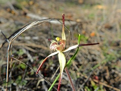 Caladenia dimidia