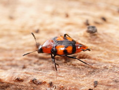 Scaphidium alpicola