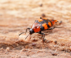Scaphidium alpicola