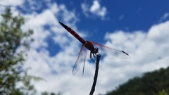 Trithemis annulata