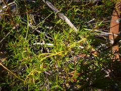 Hibbertia exutiacies