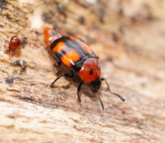 Scaphidium alpicola