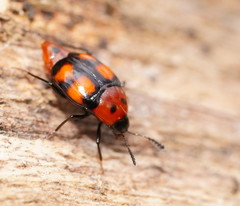 Scaphidium alpicola