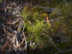 Hibbertia exutiacies