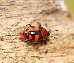 Scaphidium alpicola