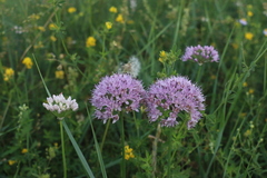 Allium senescens