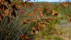 Thamnochortus insignis