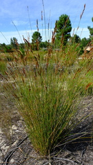 Thamnochortus insignis