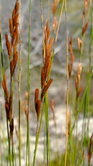 Thamnochortus insignis