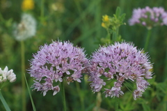 Allium senescens