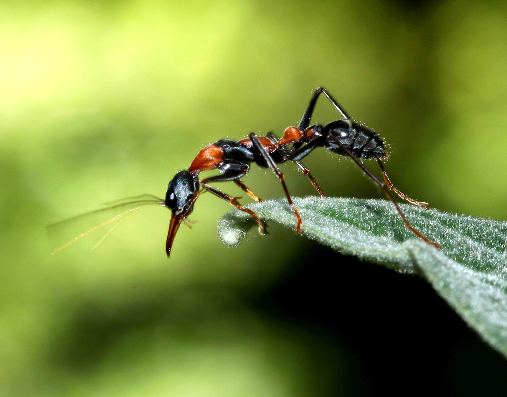Jumping Jack Ant in November 2016 by juliegraham173 · iNaturalist
