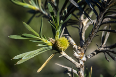 Acanthocarpus preissii