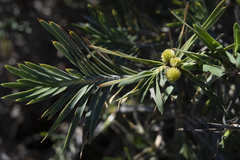 Acanthocarpus preissii