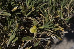 Acanthocarpus preissii