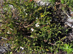 Erica capensis