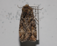 Anaplectoides pressus