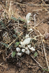 Astragalus galactites