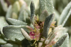 Atriplex isatidea