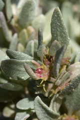 Atriplex isatidea