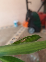 Meotipa sahyadri