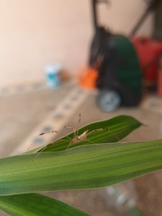 Meotipa sahyadri
