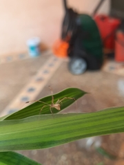 Meotipa sahyadri