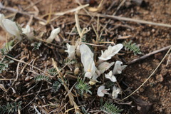 Astragalus galactites
