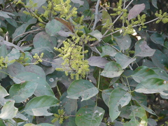 Combretum albidum