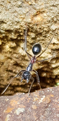 Camponotus intrepidus
